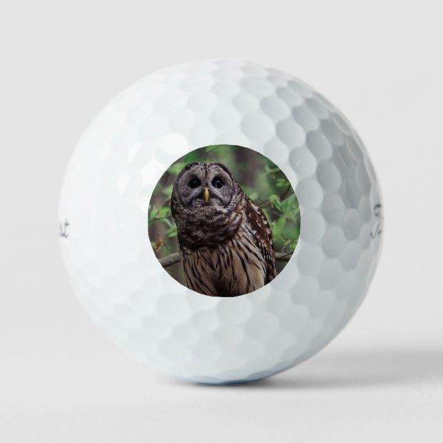 Barred Owl Golf Balls (Front)