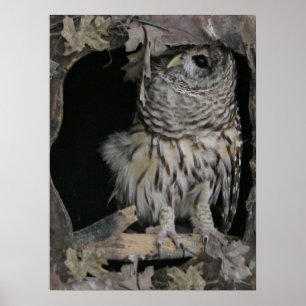 Barred Owl - Here's Looking at You Poster