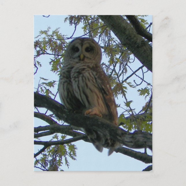 Barred Owl (Hoot Owl) Postcard (Front)