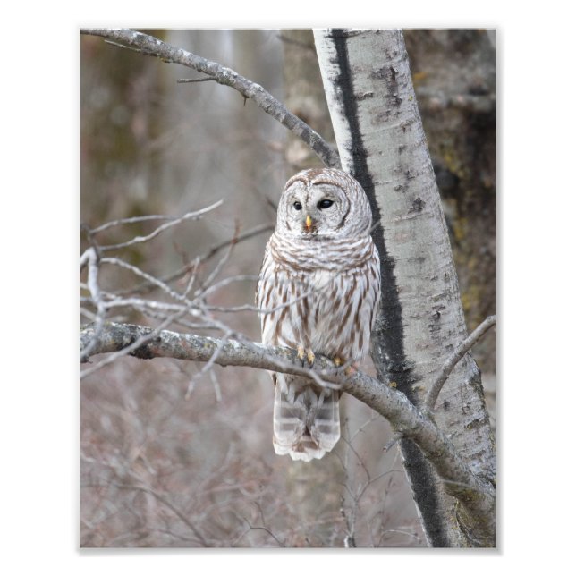 Barred Owl In A Birch Tree Photo Print (Front)