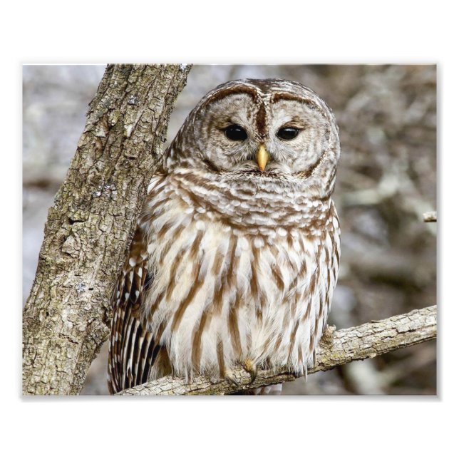 Barred Owl in a Tree Photo Print (Front)