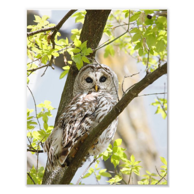 Barred Owl In Early Spring Tree Growth Photo Print (Front)