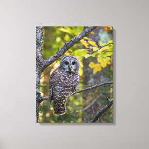 Barred Owl in Fall Alger County, MI Canvas Print