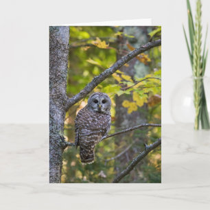 Barred Owl in Fall Alger County, MI Card