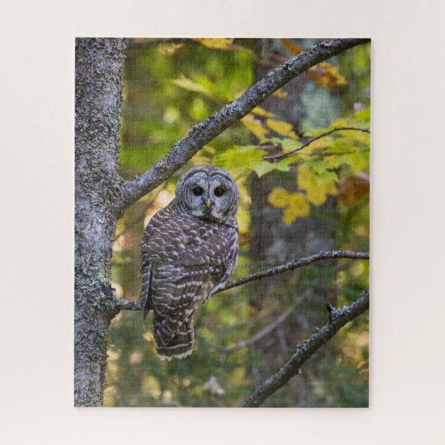 Barred Owl in Fall | Alger County, MI Jigsaw Puzzle (Vertical)