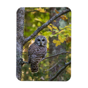 Barred Owl in Fall Alger County, MI Magnet