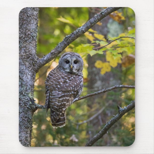 Barred Owl in Fall | Alger County, MI Mouse Pad (Front)