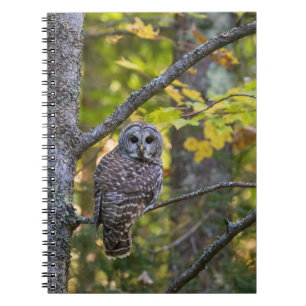 Barred Owl in Fall Alger County, MI Notebook