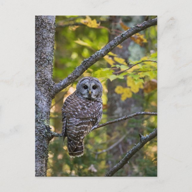 Barred Owl in Fall | Alger County, MI Postcard (Front)