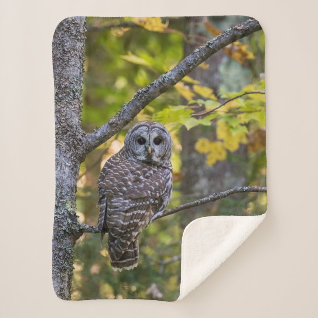 Barred Owl in Fall | Alger County, MI Sherpa Blanket (Front)