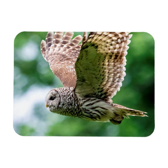 Barred Owl in flight Magnet (Horizontal)