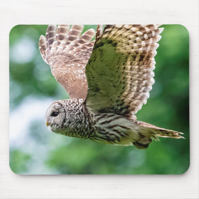 Barred Owl in flight Mouse Pad (Front)