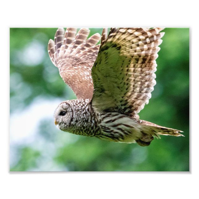 Barred Owl in flight Photo Print (Front)