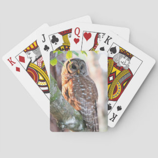 Barred Owl in Tree at Sunset Playing Cards