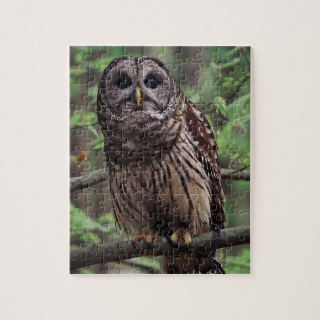 Barred Owl Jigsaw Puzzle (Vertical)