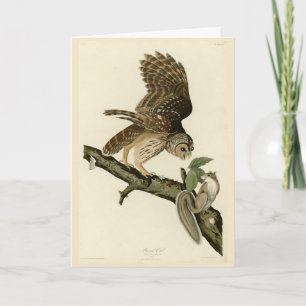 Barred Owl, John James Audubon's Birds of America Card