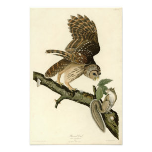 Barred Owl, John James Audubon's Birds of America Photo Print
