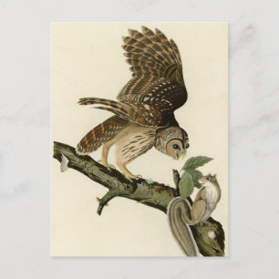 Barred Owl, John James Audubon's Birds of America Postcard