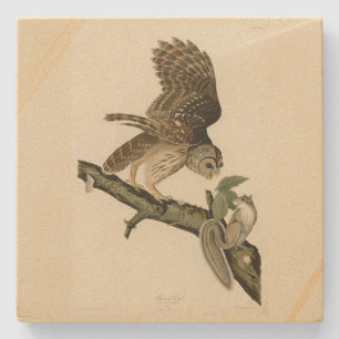Barred Owl, John James Audubon's Birds of America Stone Coaster