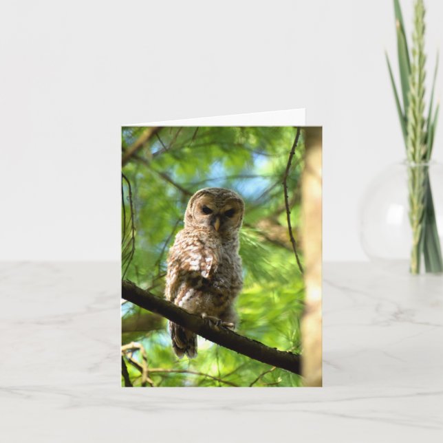 Barred Owl (juvenile) #3 - Blank Note Card (Front)