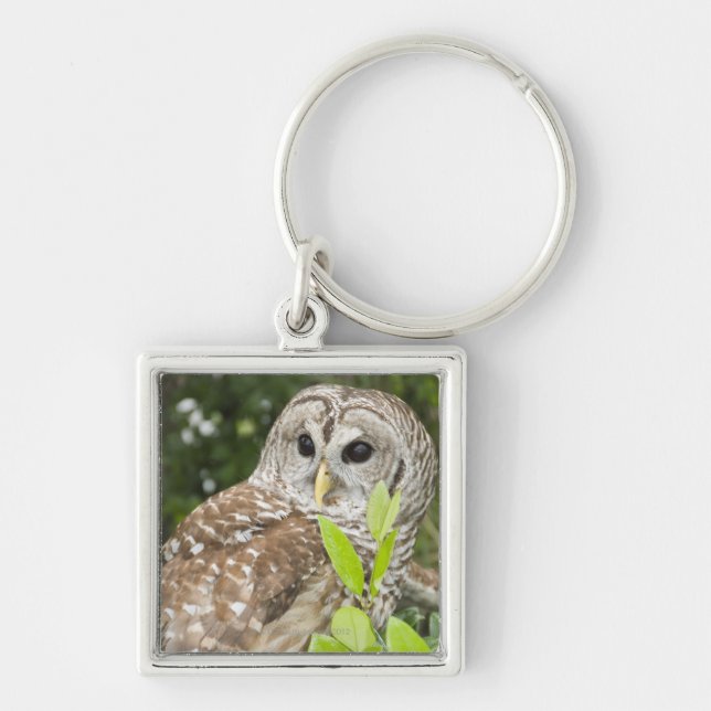 Barred Owl Key Ring (Front)
