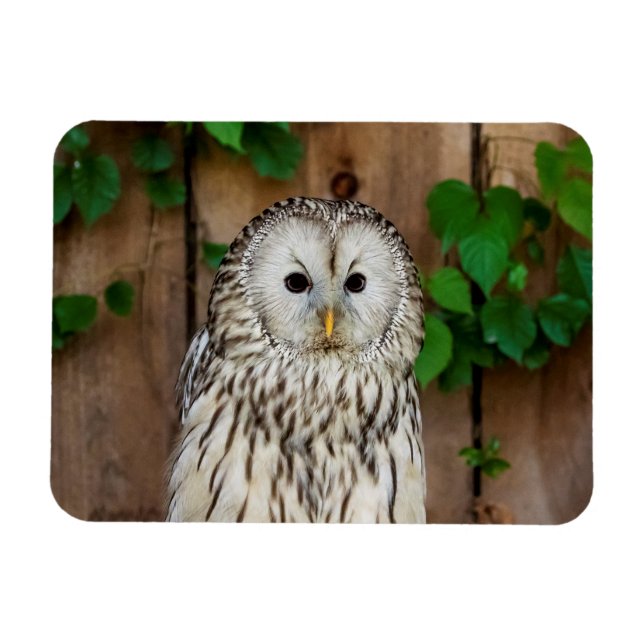 Barred Owl Magnet (Horizontal)