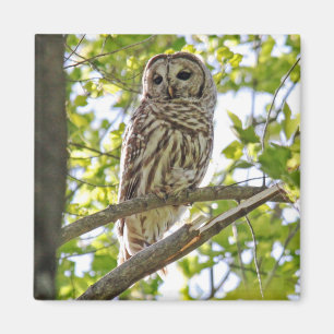 Barred Owl Magnet