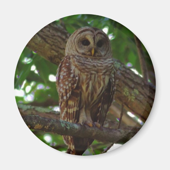 Barred Owl Magnet (Front)