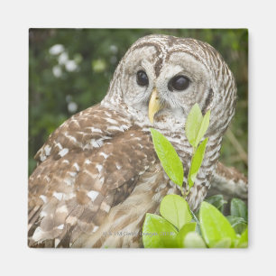 Barred Owl Magnet