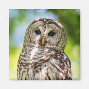 Barred Owl Magnet