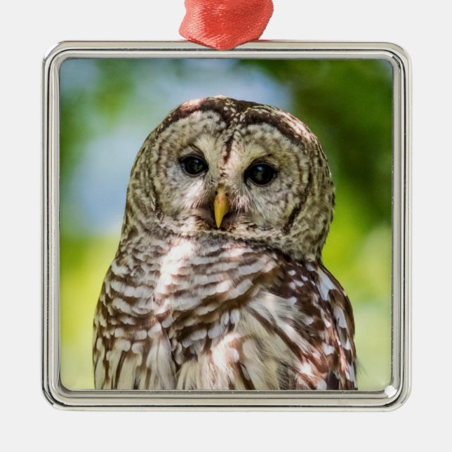 Barred Owl Metal Ornament (Front)