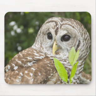 Barred Owl Mouse Pad