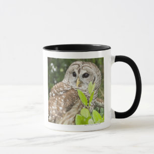 Barred Owl Mug