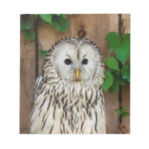 Barred Owl Notepad