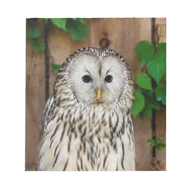 Barred Owl Notepad (Front)