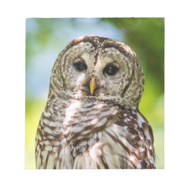 Barred Owl Notepad (Front)