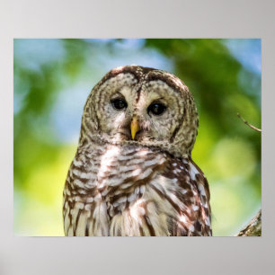 Barred Owl of the Hudson Valley – Nature & Wildlif Poster