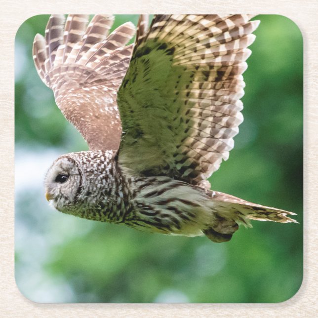 Barred Owl of the Hudson Valley – Nature & Wildlif Square Paper Coaster (Front)