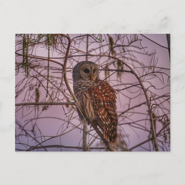 Barred Owl on a Cypress Tree Postcard (Front)