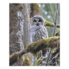 Barred Owl on a Mossy Tree