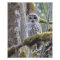 Barred Owl on a Mossy Tree