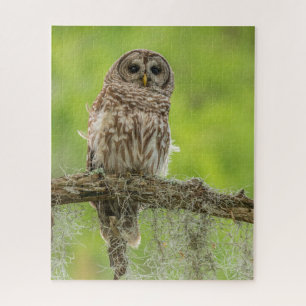 Barred Owl On Tree Limb Jigsaw Puzzle
