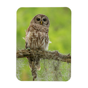 Barred Owl On Tree Limb Magnet