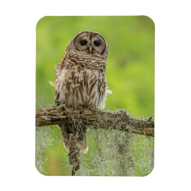 Barred Owl On Tree Limb Magnet (Vertical)