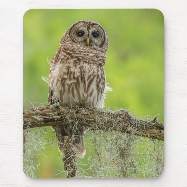 Barred Owl On Tree Limb Mouse Pad (Front)