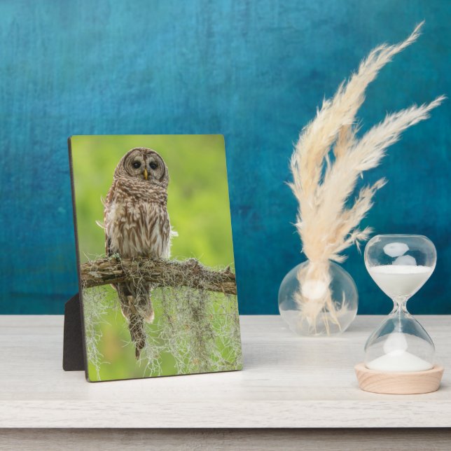 Barred Owl On Tree Limb Plaque (Side)