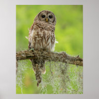 Barred Owl On Tree Limb