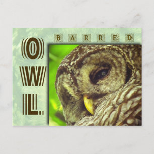 Barred Owl or Hoot Owl Postcard