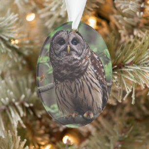 Barred Owl Ornament