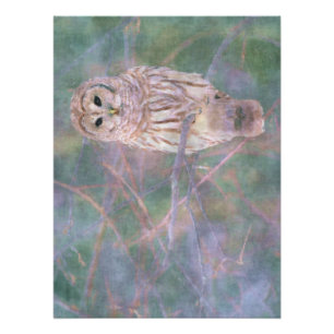 Barred Owl Pastel Digital Oilpainting Poster